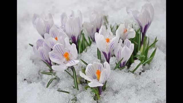 Сборник 20. Музыка Сергея Чекалина. Collection 20. Music by Sergey Chekalin. смотреть онлайн