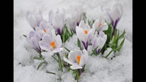 Сборник 20. Музыка Сергея Чекалина. Collection 20. Music by Sergey Chekalin.