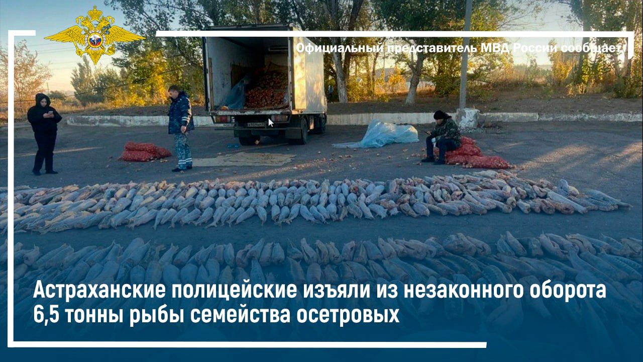 Астраханские полицейские изъяли из незаконного оборота 6,5 тонны рыбы семейства осетровых смотреть онлайн