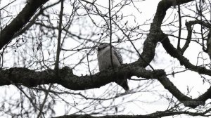 Ястребиная сова