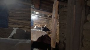 моя мини ферма