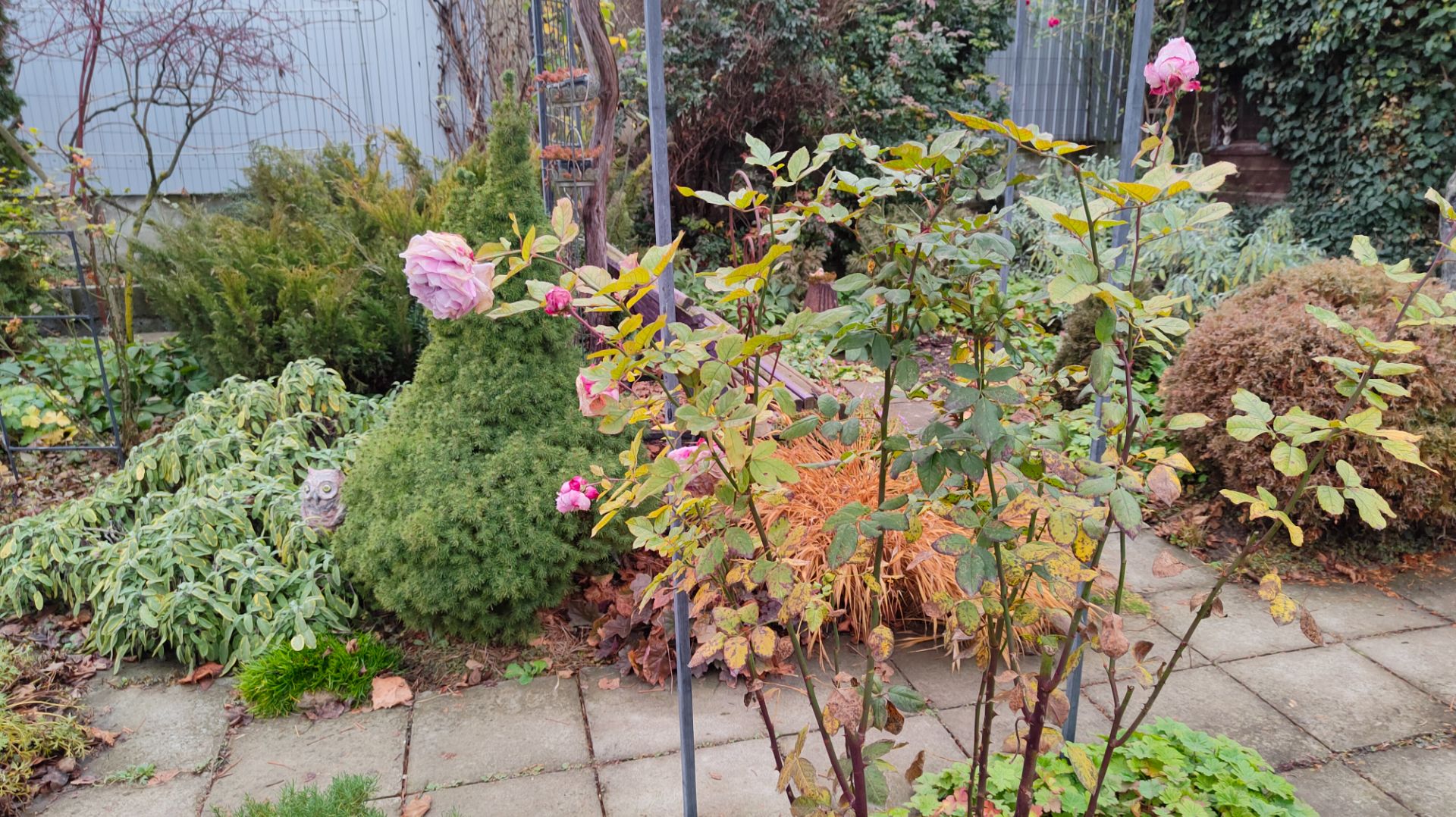 Какие розы сохраняют здоровый лист до зимы в моём южном саду 01.12.2025 г. Пятигорск, зона 6б. смотреть онлайн