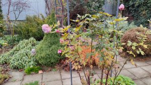 Какие розы сохраняют здоровый лист до зимы в моём южном саду 01.12.2025 г. Пятигорск, зона 6б.