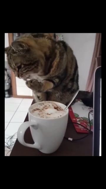 #кофе #кот #животные смотреть онлайн