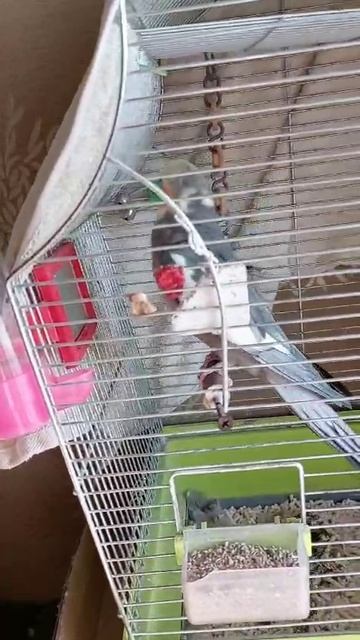 Кеша в настроении