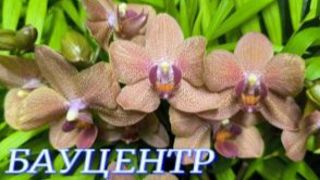 №1146/ СВЕЖИЕ красивые ОРХИДЕИ в БАУЦЕНТРЕ смотреть онлайн