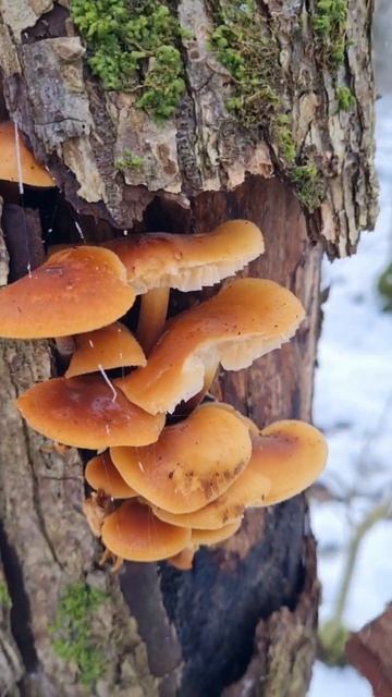 ВЫГНАЛИ В ЛЕС ЗА ГРИБАМИ, зимние опята заведомо СЪЕДОБНЫЕ ГРИБЫ смотреть онлайн