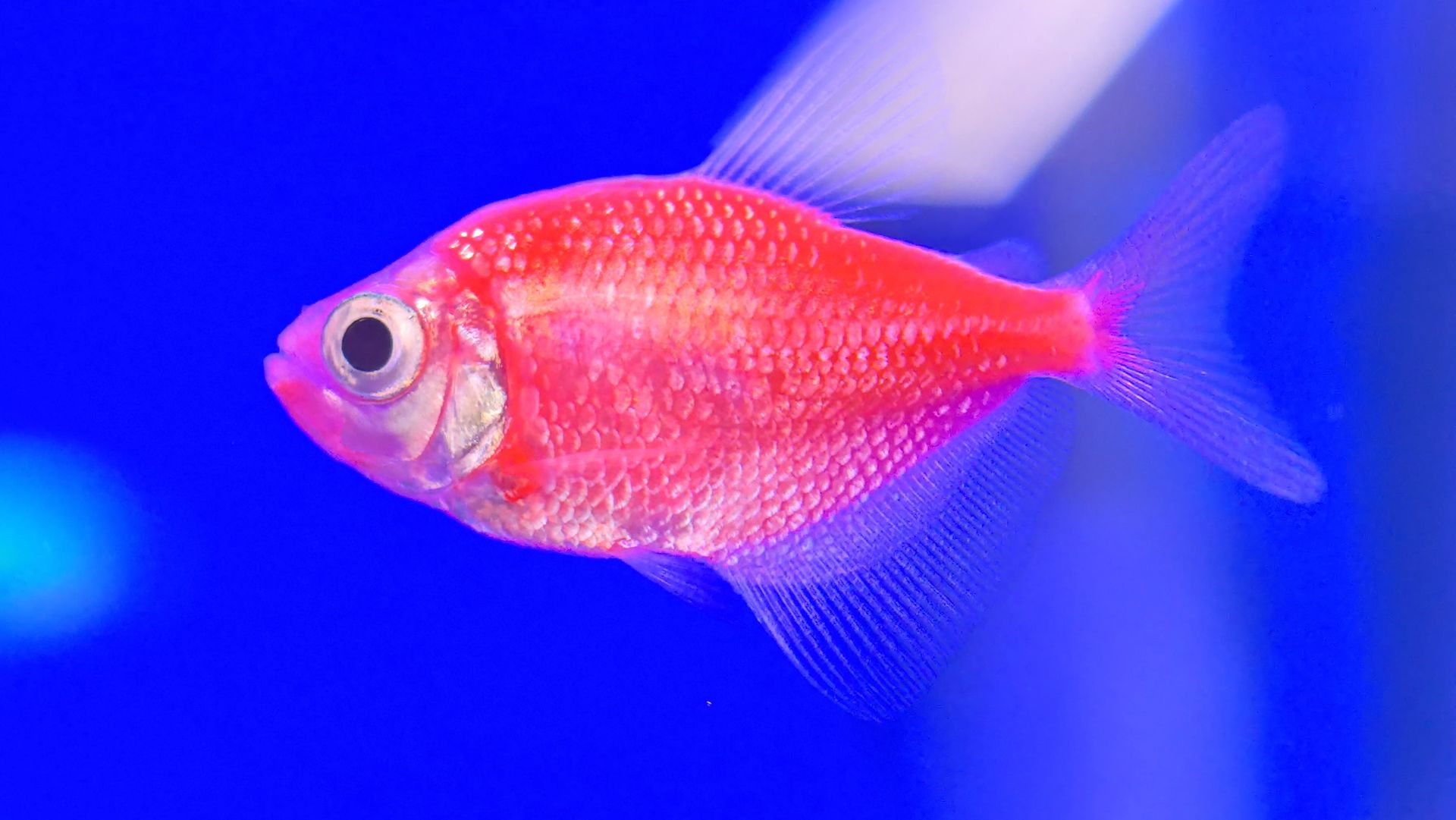 «Тернеции в макро: радужный мир аквариумных рыбок» смотреть онлайн