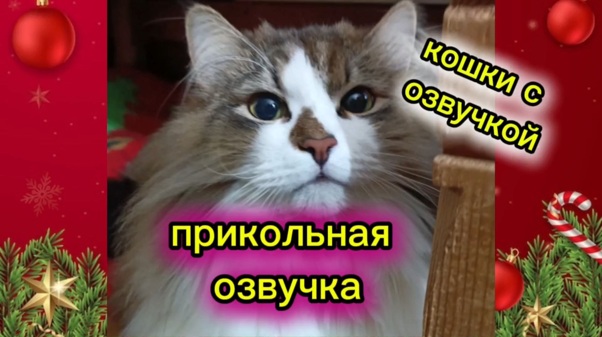 КОШКИ С ОЗВУЧКОЙ. смотреть онлайн