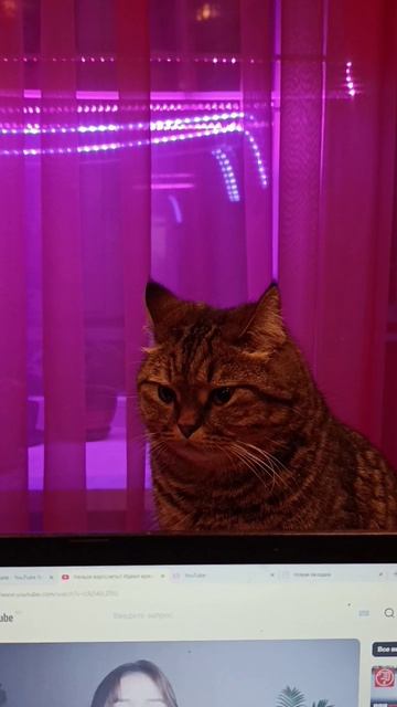 Меломан Барсик смотреть онлайн