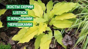Хосты серии Липстик Lipstik