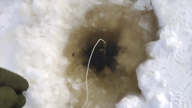 Таймень разогнул крючек(по закону подлости взял мелкий). Далее коры при смене крючка😆😆😆 смотреть онлайн