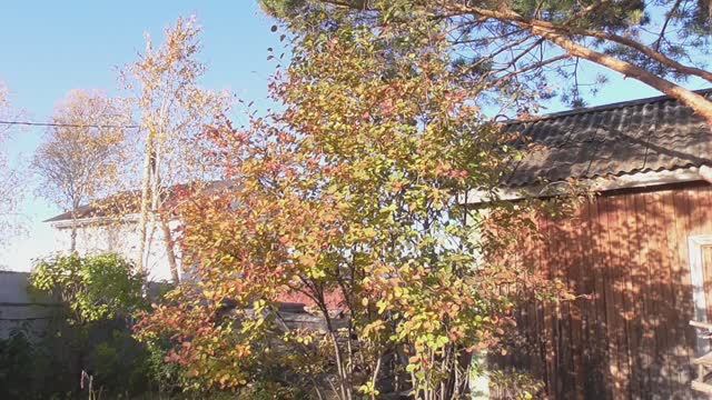 Дача. Октябрь 2025 г. смотреть онлайн