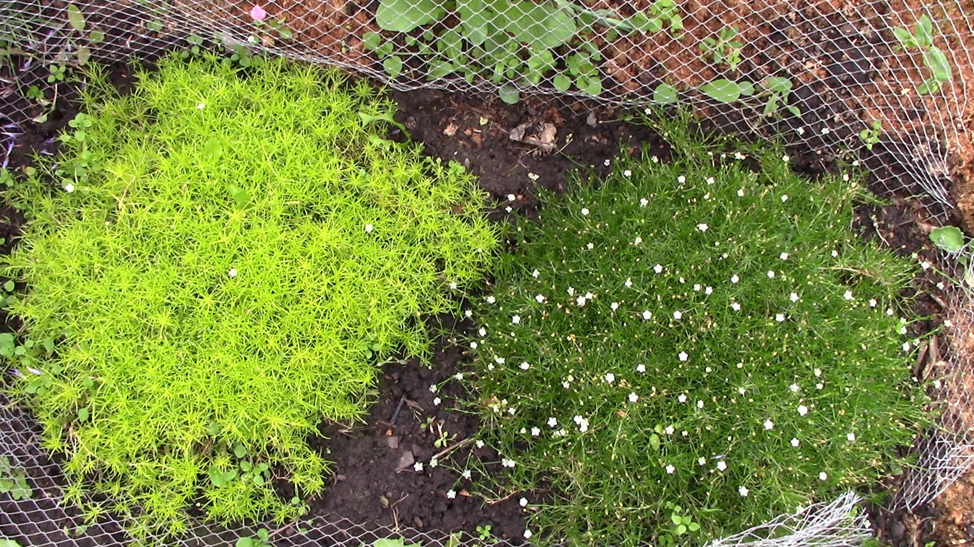 ГАЗОН, который НЕ НУЖНО СТРИЧЬ.. Мшанка шиловидная или Ирландский мох. смотреть онлайн