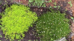 ГАЗОН, который НЕ НУЖНО СТРИЧЬ.. Мшанка шиловидная или Ирландский мох.