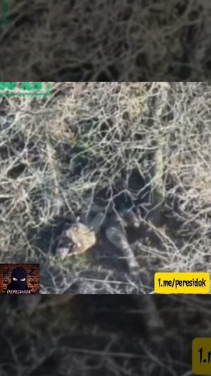 Когда приказ пленных не брать