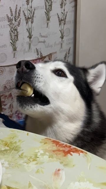 Поделись пельмешкой #хаски #щенок #собака #домашниеживотные #БрюликиЛиска #dog смотреть онлайн