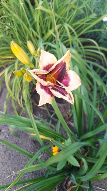 Лилейник Тайгер Блад. смотреть онлайн