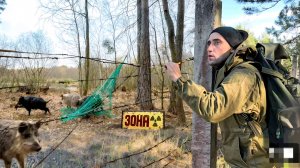Чернобыльская Зона! [Часть-2] Подвесная ловушка на кабанов. Вау запутался кабан