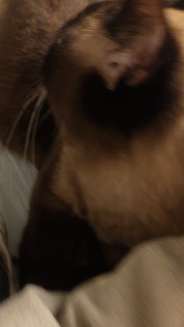 1000035423.mp4 смотреть онлайн