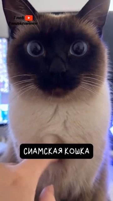 бедни кошк😭😭