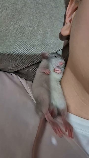 очаровательный крыс отдыхает на плече хозяина.mp4