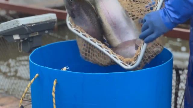 Запуск форели смотреть онлайн