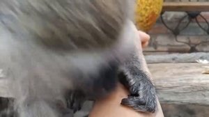 ASMR - Уход от малышки обезьянки | обеспечивает полное психическое расслабление