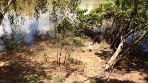 когда животные связались не с тем противником