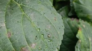 Крупнолистная гортензия Либелле
🌿🌺😍