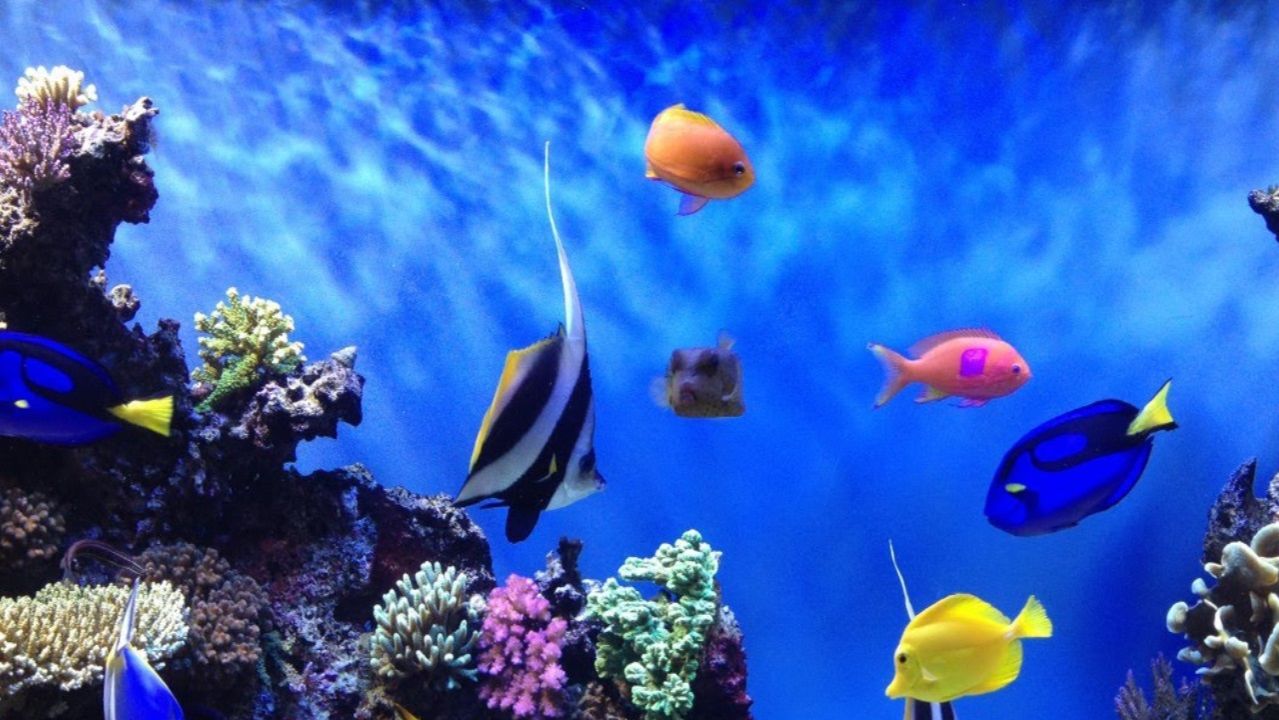 АКВАРИУМ - Антистрессовая музыка, Релаксация и Медитация. смотреть онлайн