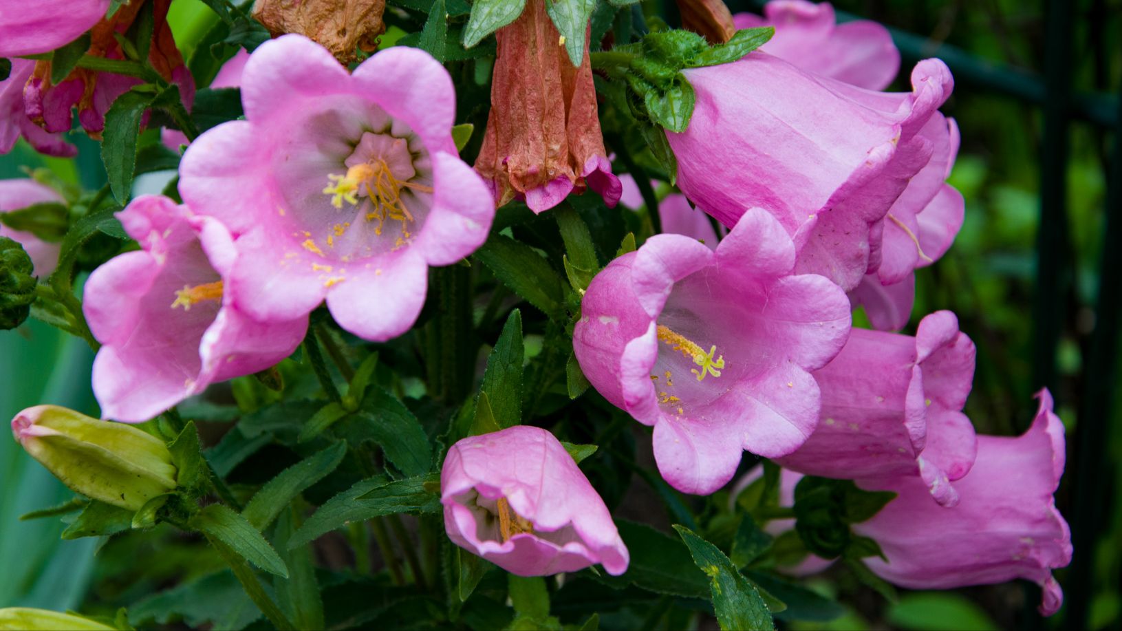 Как я сею мелкие семена. Колеусы, Колокольчики, Виола, Злаки. Всегда удачные всходы смотреть онлайн