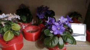 Мои цветы. Ампельные Фиалки.