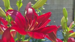 Яркие лилии. Красные ЛА-гибриды.