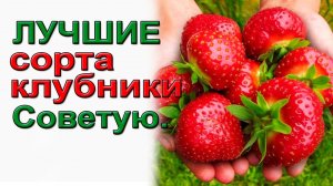 ЛУЧШИЕ СОРТА КЛУБНИКИ ДЛЯ НАЧИНАЮЩИХ.Советую!