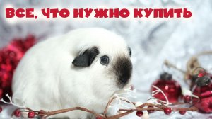Что купить для морской свинки  Топ самых необходимых вещей для морской свинки.