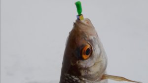 Рыбалка на ТРИ ЧАСА