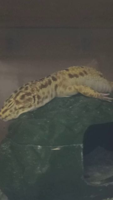 Марти и Квазя дрыхнут. 24 ноября 2025 г. смотреть онлайн