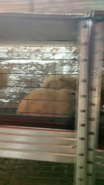 На ферме сюрприз: новые животные появились сами!