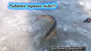 РЫБАЛКА по ПЕРВОМУ ЛЬДУ 25-26 !!! НА ЛЕНКА и ХАРИУСА !!!