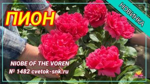 Пион «NIOBE OF THE VORENI»/Сад Ворошиловой