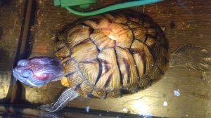 Красноухие черепахи 🐢 🐢 🐢 утро 04-12-2025.