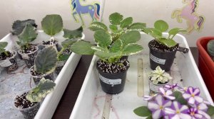 Как подрастают фиалки, первые цветочки после омоложения.