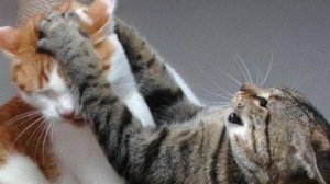 Смешное видео. Приколы с котами. Ловкачи.