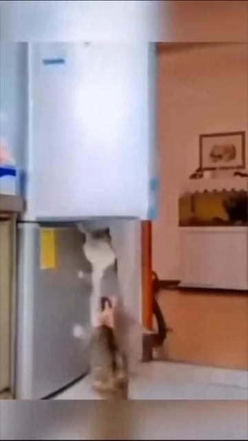 Пушистики взломщики🐈. смотреть онлайн