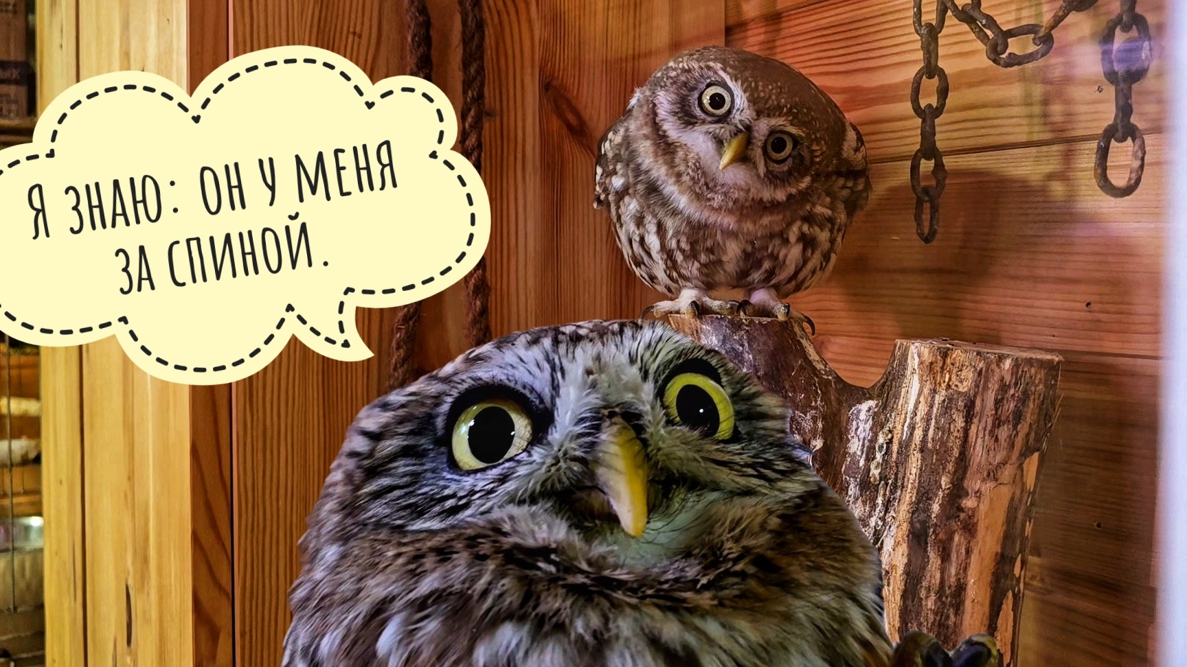 Выманиваю сыча Лучика на живца. Сыч ХЗ очень против смотреть онлайн