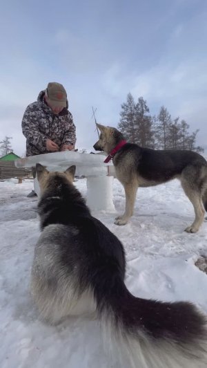 Мужская еда, яйца горного барана pandasakha #shorts