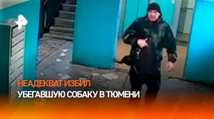 Неадекват избил и испинал собаку за «плохое поведение» в Тюмени