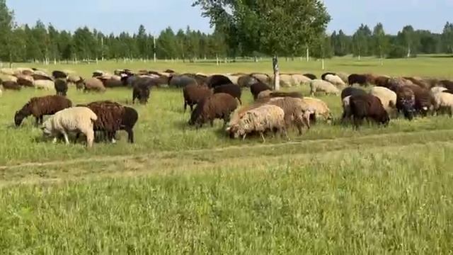 Бараны на курбан в Казани смотреть онлайн