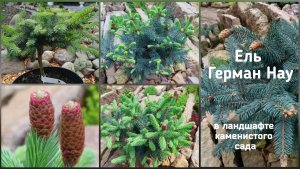 Ель Герман Нау в ландшафте каменистого сада.